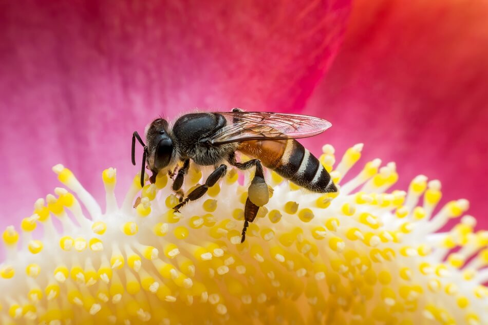 abeilles