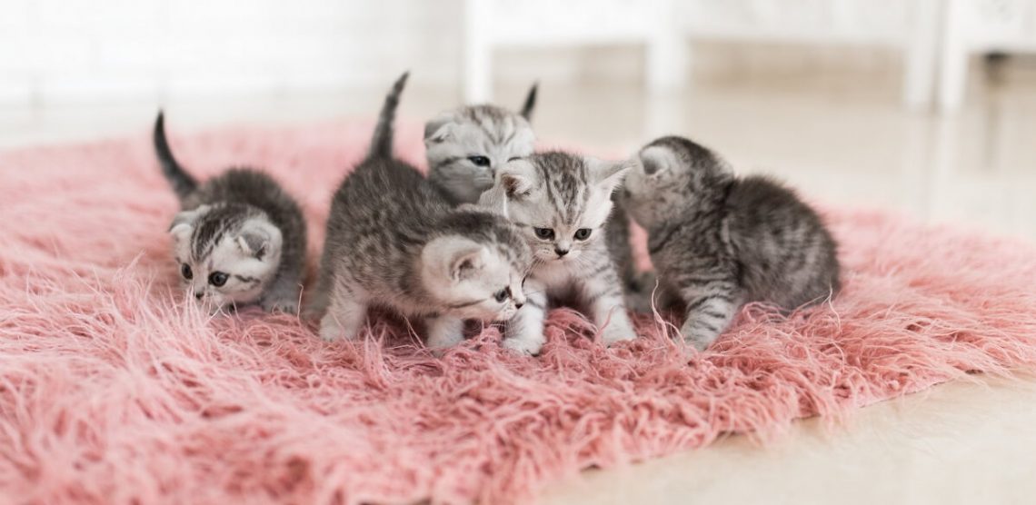 chats