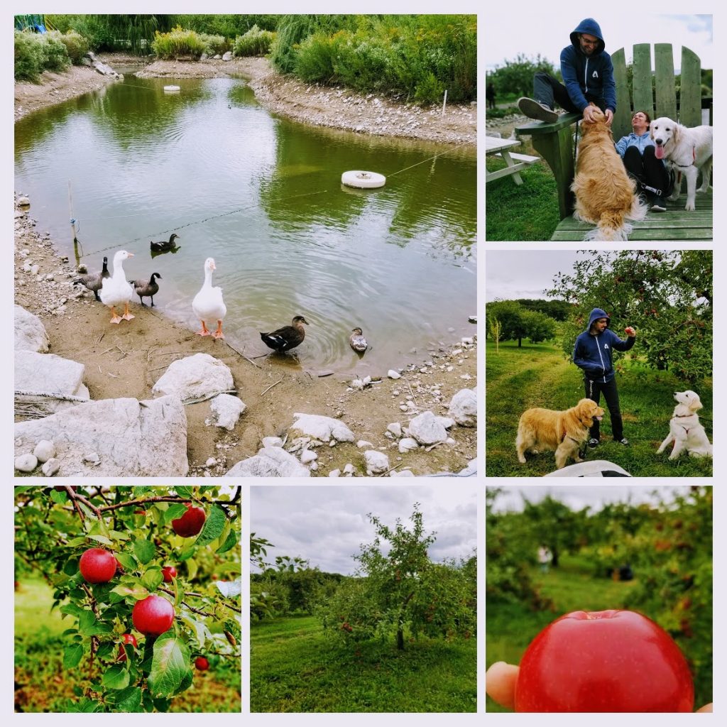autocueillette pomme chien