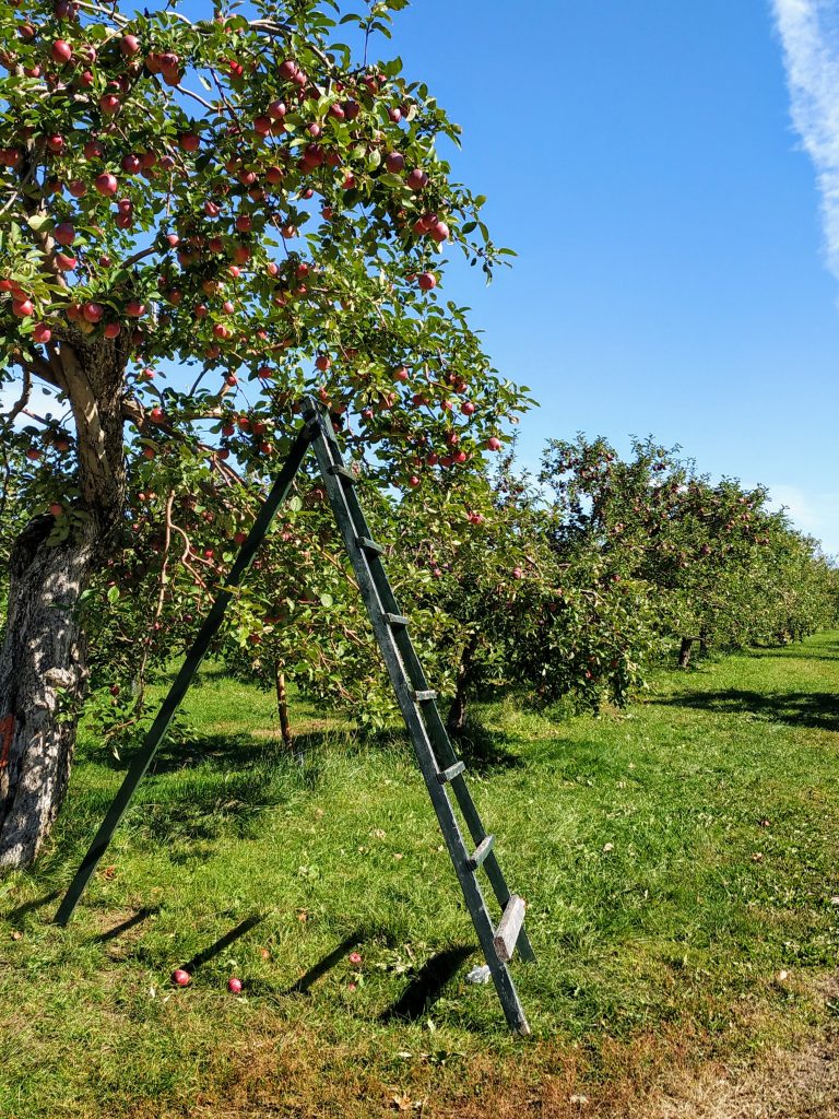 verger pommes