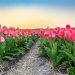 laval boucherville tulipes