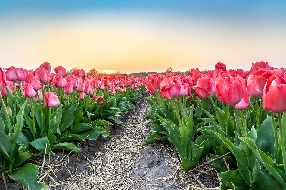 laval boucherville tulipes