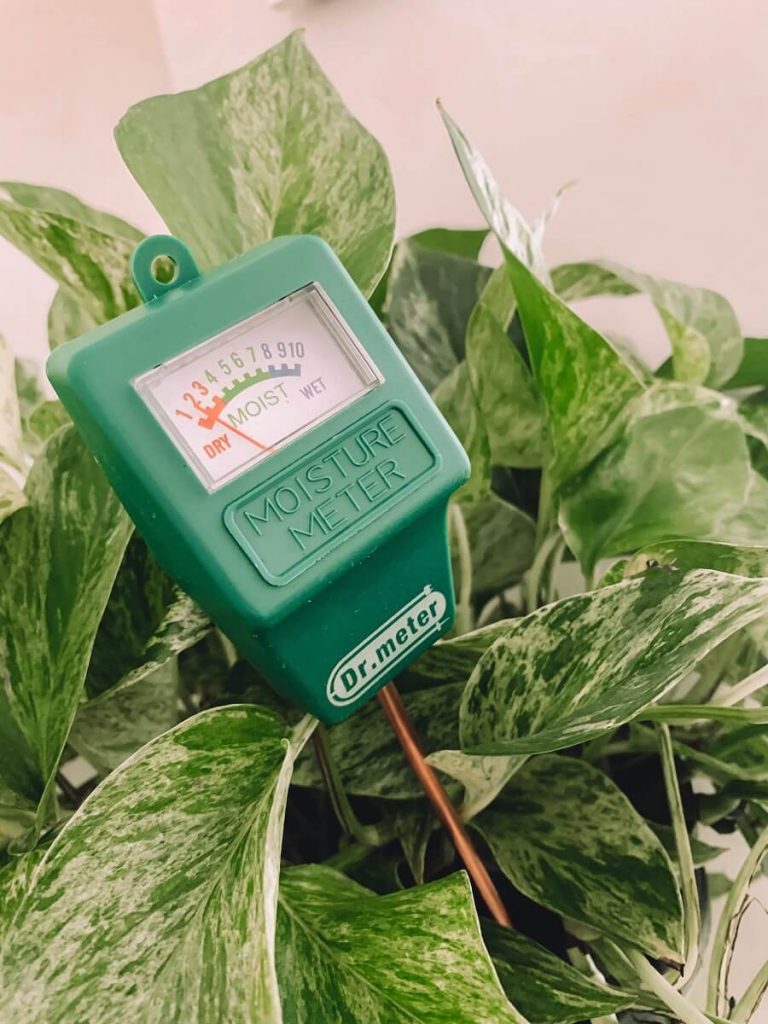 hydromètre plante arrosage
