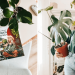 laura pigeon plantes